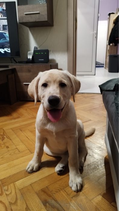 Лабрадор ретривър