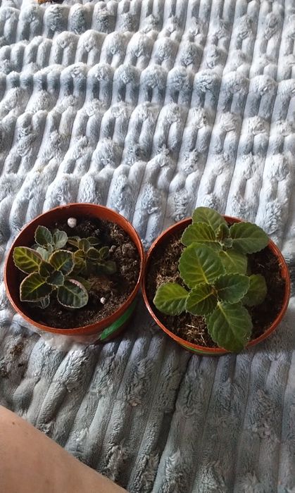 Продаются детки глоксиний тедеи