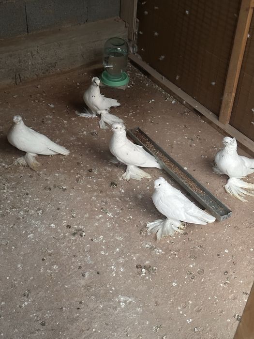 Көгершін 6 штук бар сатылады ватсапқа шықсаңыздар болады