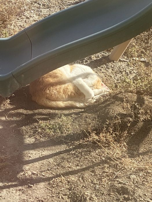 Кошка рыжая мысык