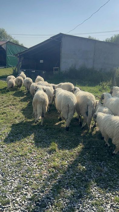 Berbeci brezi de vanzare