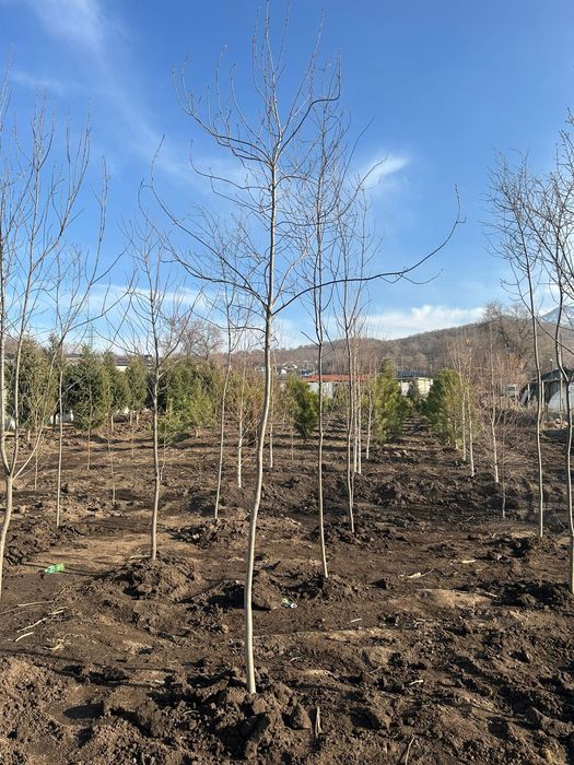 Черемуха красная 4,5метров