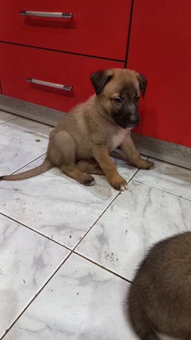 Подаряваме малки и големи кученца