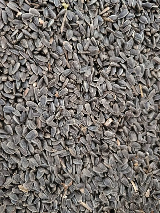 Vând floarea soarelui