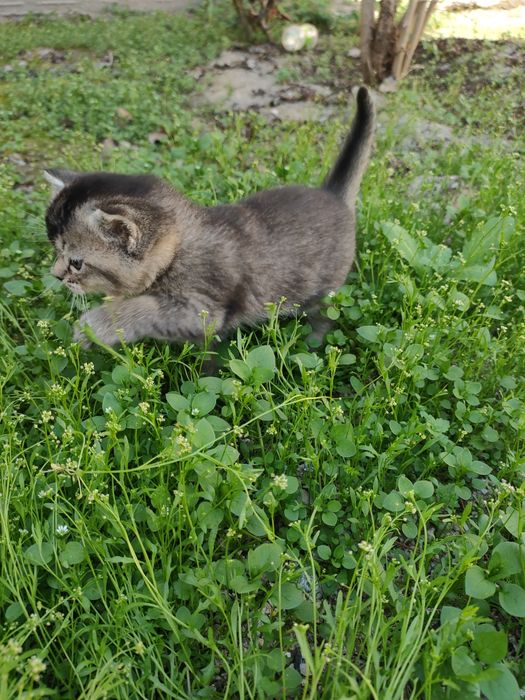 Ширинтой мушукчаларимиз  сотилади