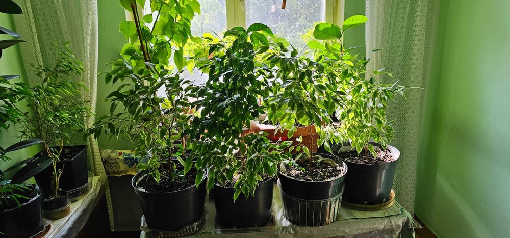 Продам цветы. Цветов очень многл.