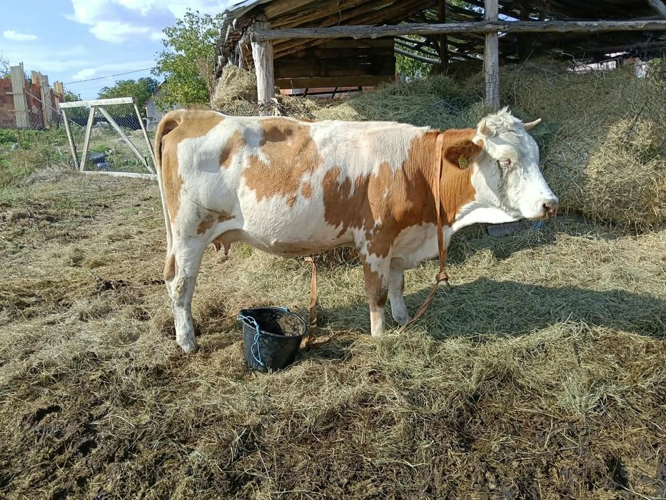 Vând vacă la prima fătare vacă cuminte