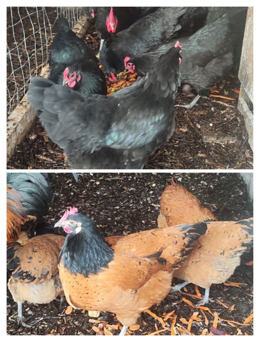 Preiau comenzi Ouă de incubat Australorp și Vorwerk