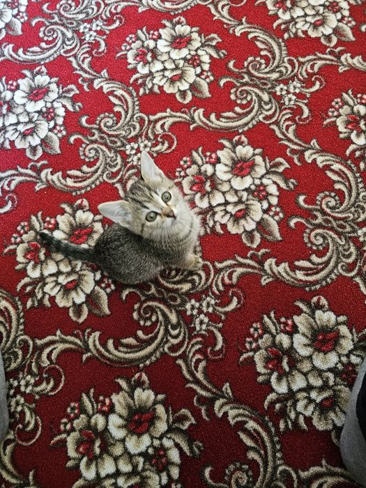 Отдам котят крысоловки