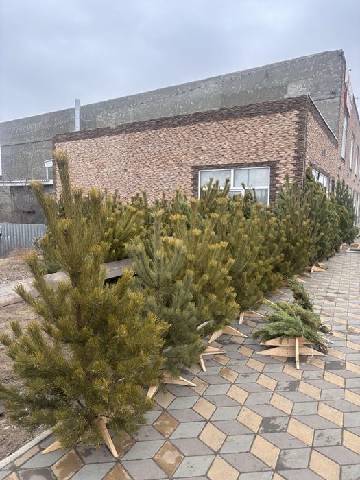 Сосны , ели , елки