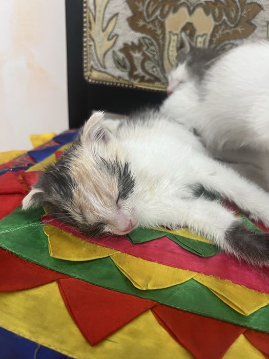 Отдам котят в добрые руки