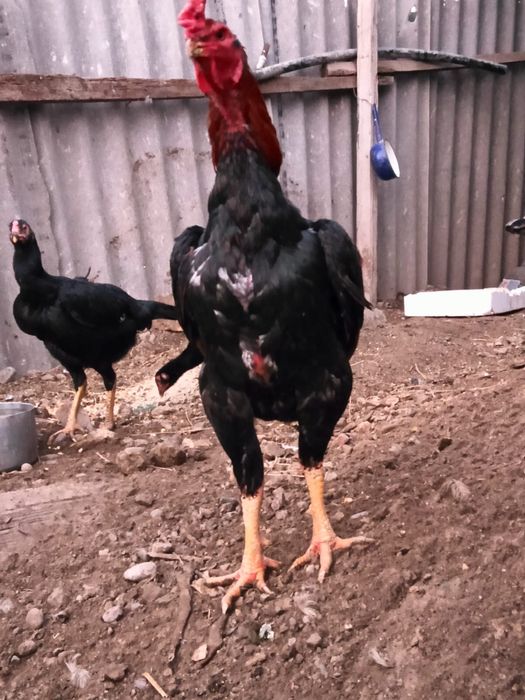 Продам петуха Дакан бойцовый