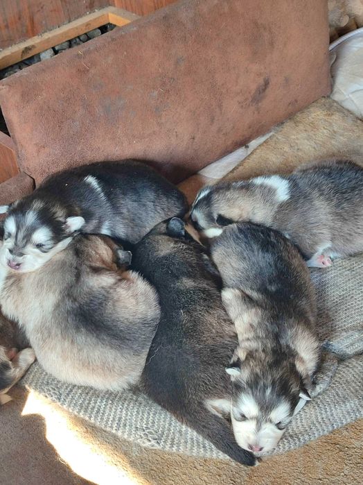 Маламут щенки чистокровные