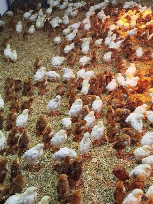 24-kunlik chexiyani dominant joʻjalari sotiladi