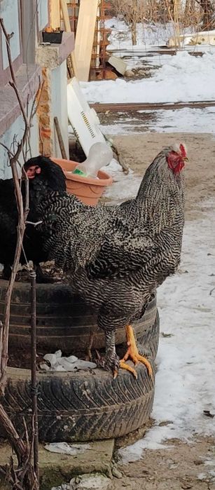 Pasare de curte găină și cocos