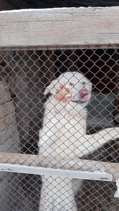 Отдам в добрые руки ,собаку и 5 кошек белого цвета животные умные ласк