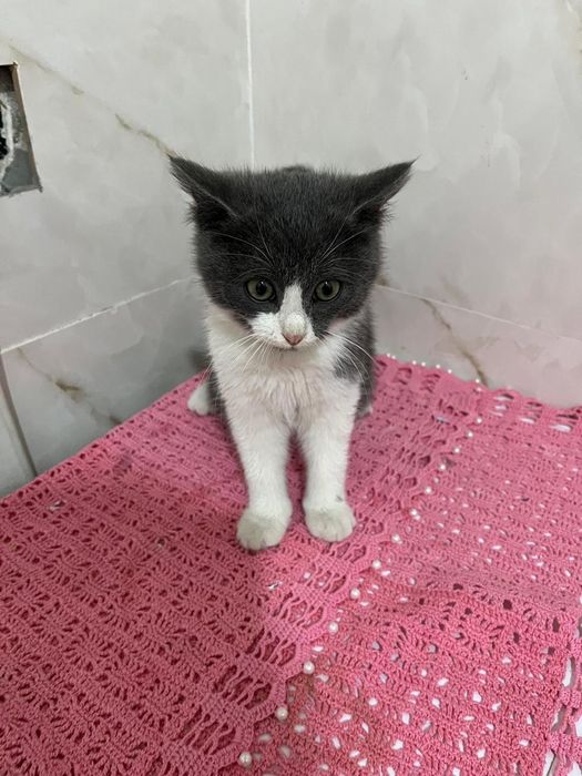 Британский котенок, девочка