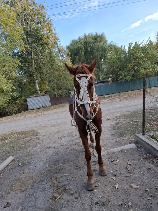 Продам пішпе ат сатылады