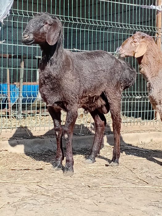 Қошқарлар сатылады