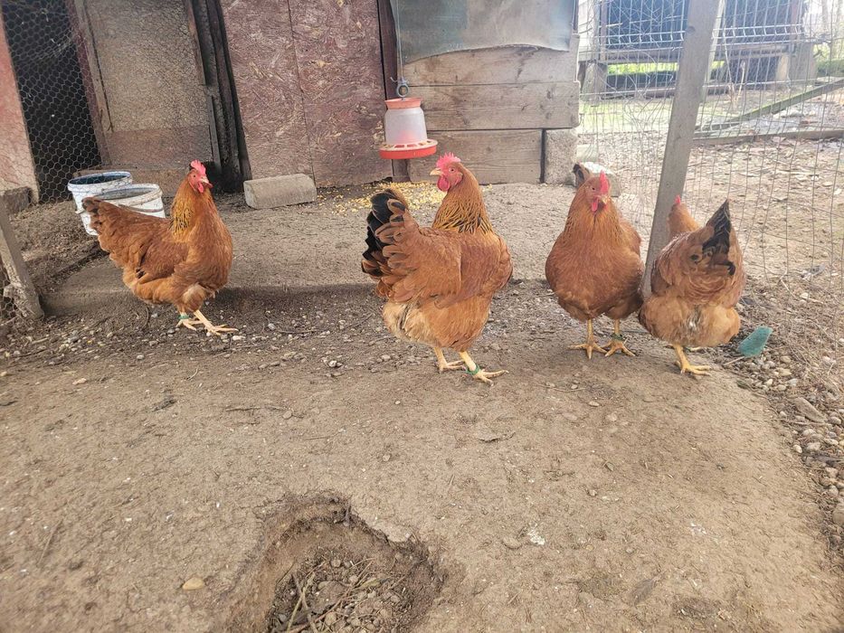 Vand oua pt incubat New Hampsire!