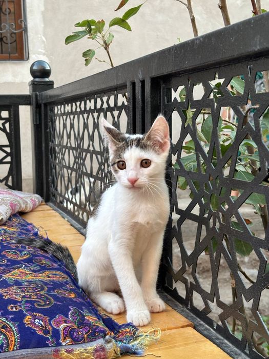 Mushuk zotsiz chaqqon