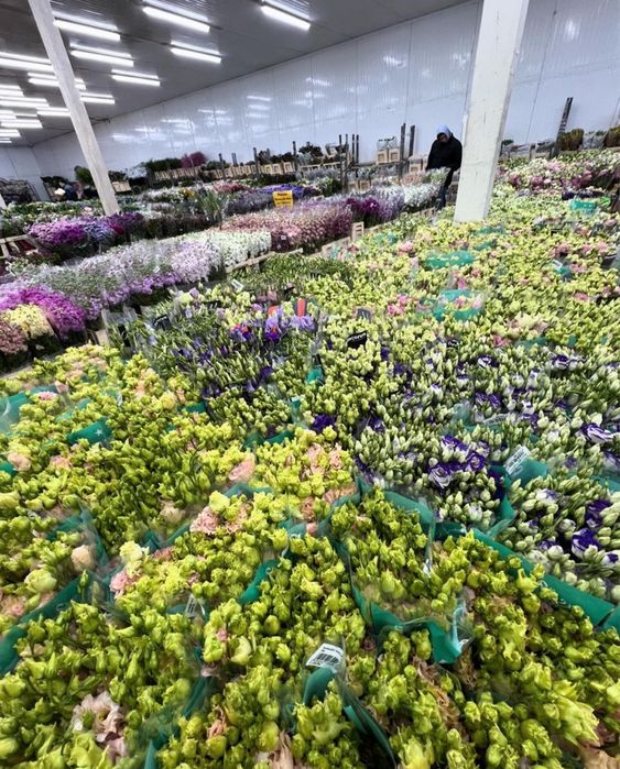 Пионы, Розы со склада большой выбор