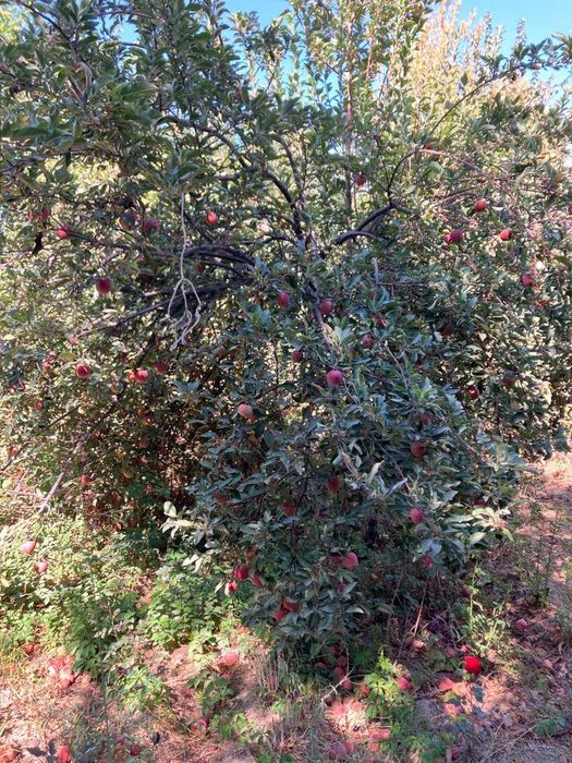 Продается участок на Дам Арик. улица Куксарой.