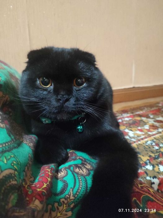 Скотыш фолд эркак мушук 1 ёш