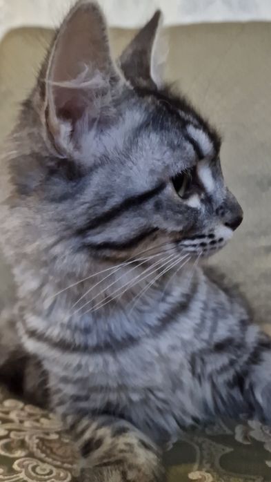 Саванна ф6 подростки