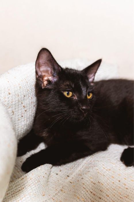 Котенок мальчик красавчик