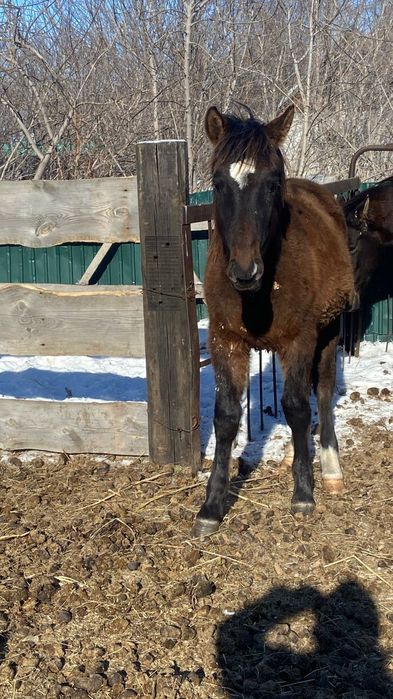 Кобыла с жеребенком