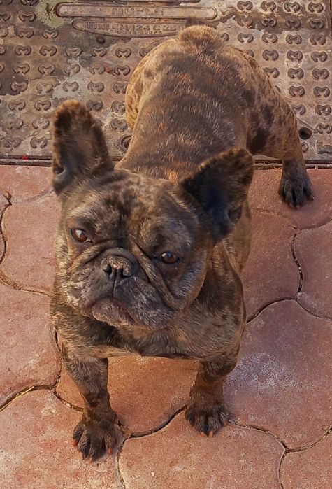 Bulldog Francez Merle femela