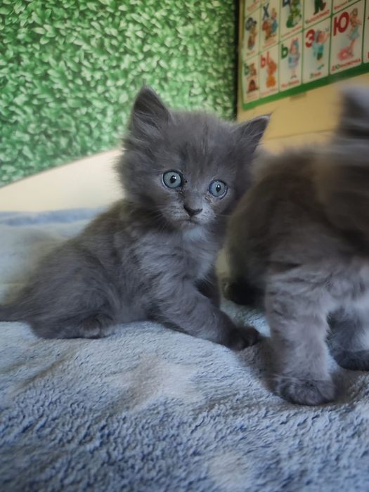 Продам котят бринтацев