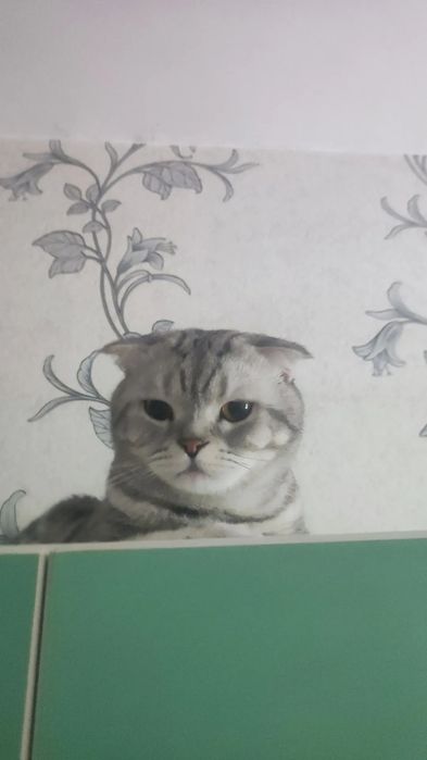 Отдам кто в добрые руки