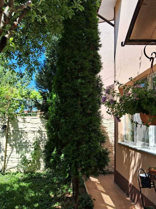 Brazi ornamentali, 5 buc Tuia columnari - 5 m si 2 buc Chiparosi albastri - 5 m