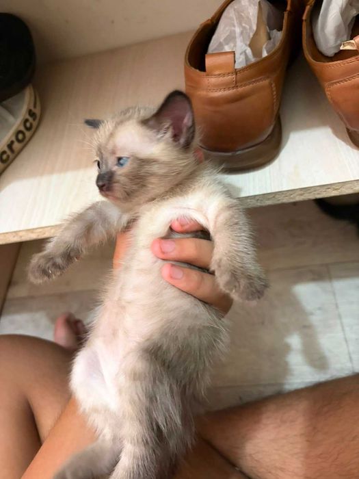 Котята 2 месячные