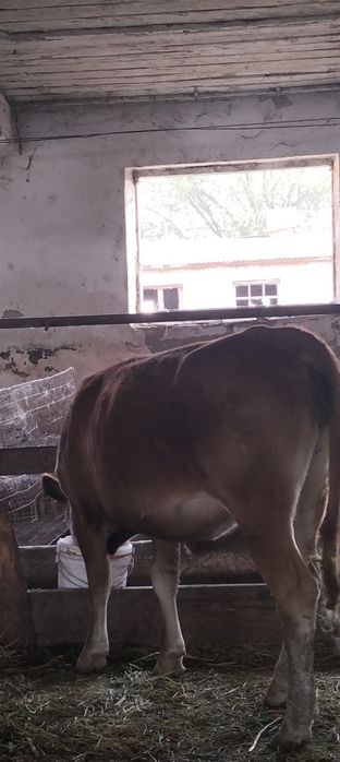 Продам телачку..