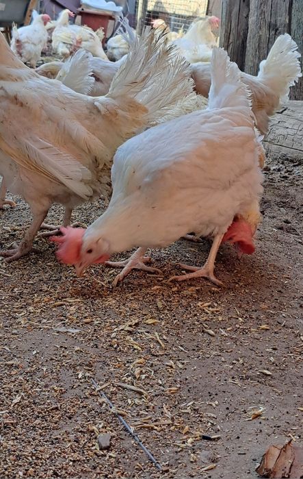 Куры несушки Доставка