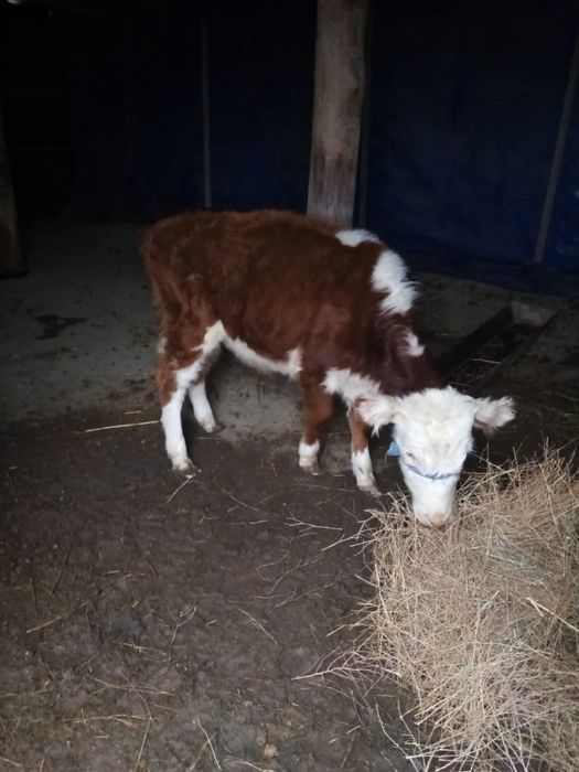 Тоқал сиыр, 3 баспақ