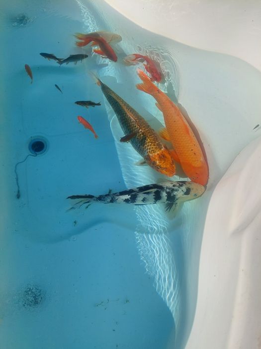 Vând pești crap koi, caraș