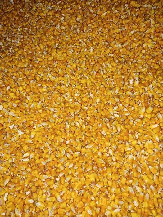 Porumb umiditate 13% triticale, soia, posibilitate transport.