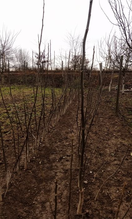 Puieți de Nuc între 150-180cm