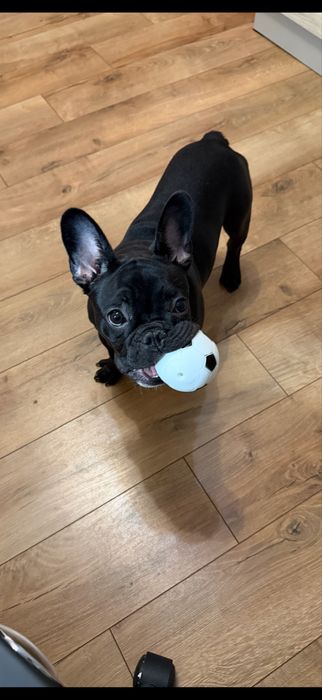 Bulldog francez