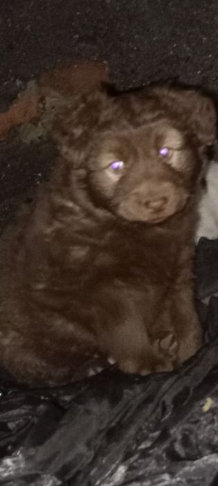 Красавцы дети ищут дом