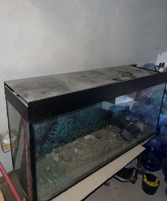 Akvarium sotladi