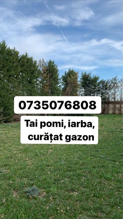 Tai iarba, copaci inalti