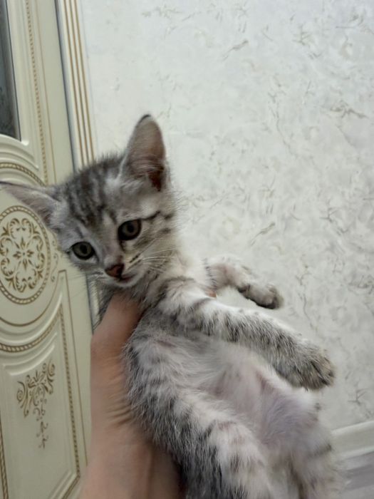 Котенок/ Хороший,послушный