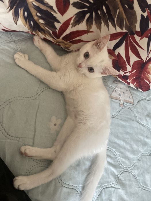 Котенок породистая
