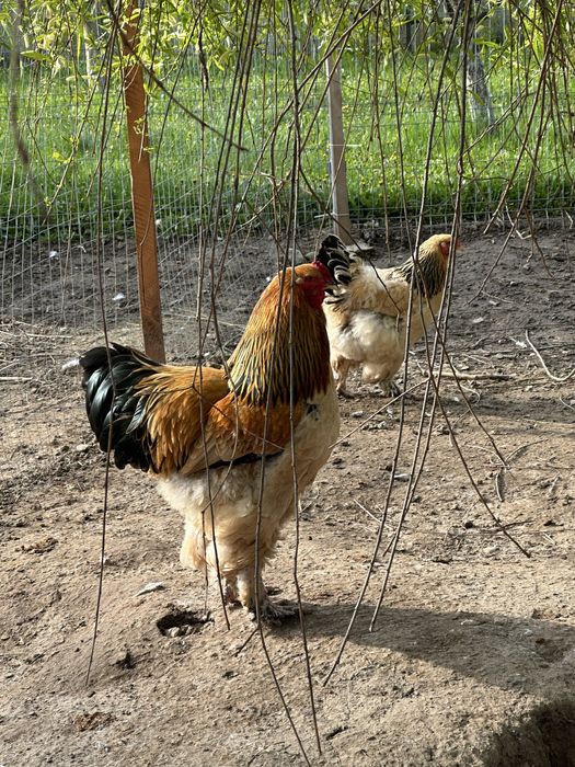 Brahma Colombian gaini cu cocosi