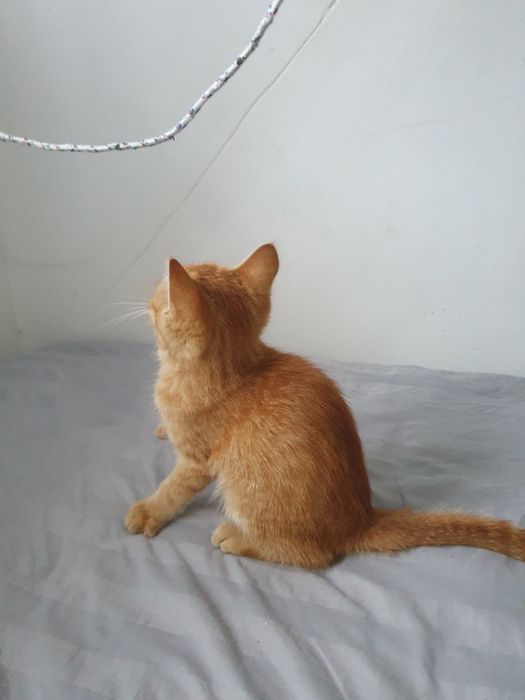 Отдам Котёнка +сумка бесплатно